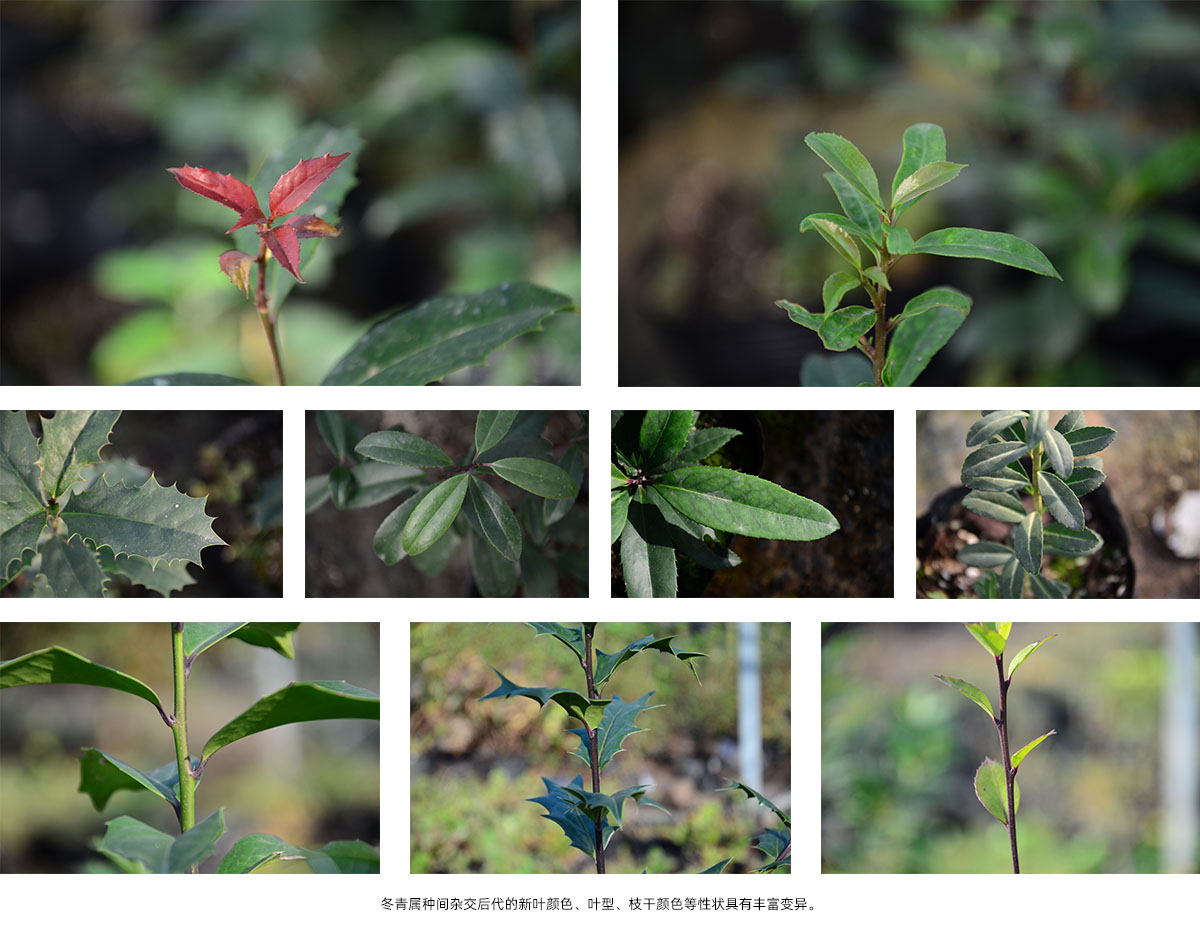 彩运网(中国游)官方网站