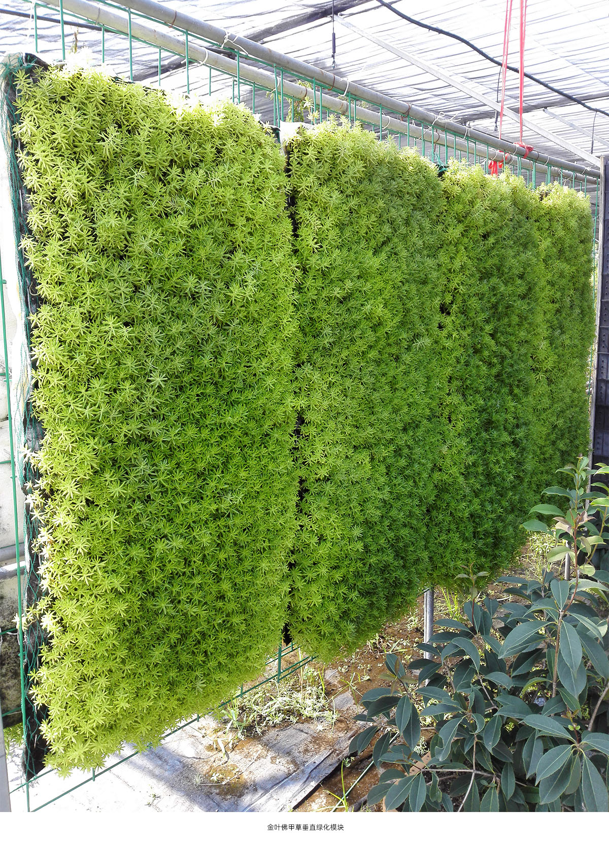 彩运网(中国游)官方网站