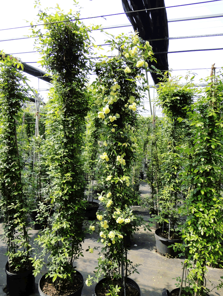 彩运网(中国游)官方网站