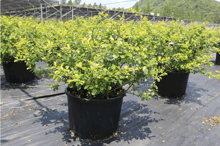 彩运网(中国游)官方网站