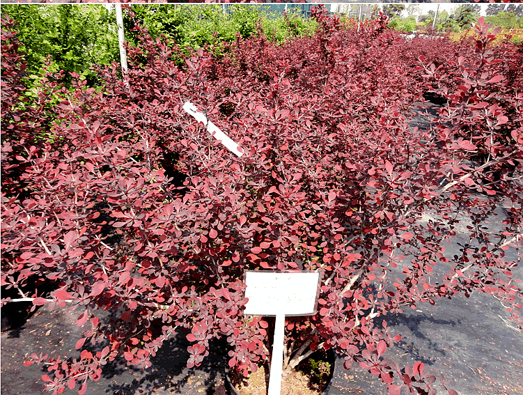 彩运网(中国游)官方网站