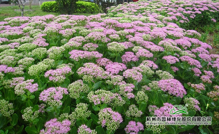 彩运网(中国游)官方网站