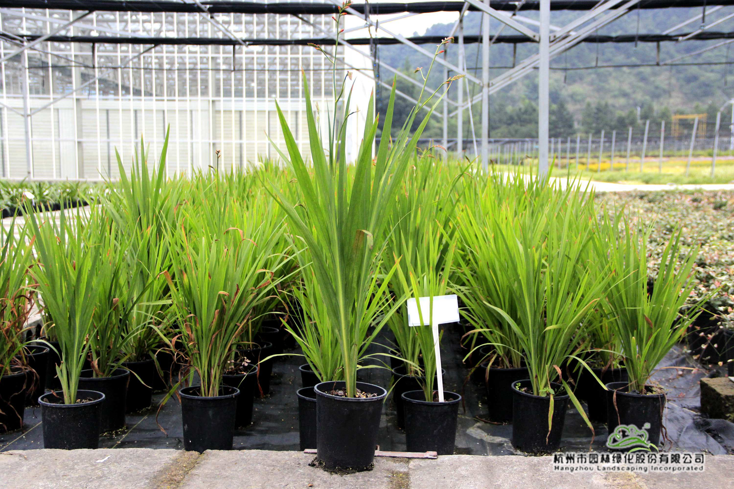 彩运网(中国游)官方网站