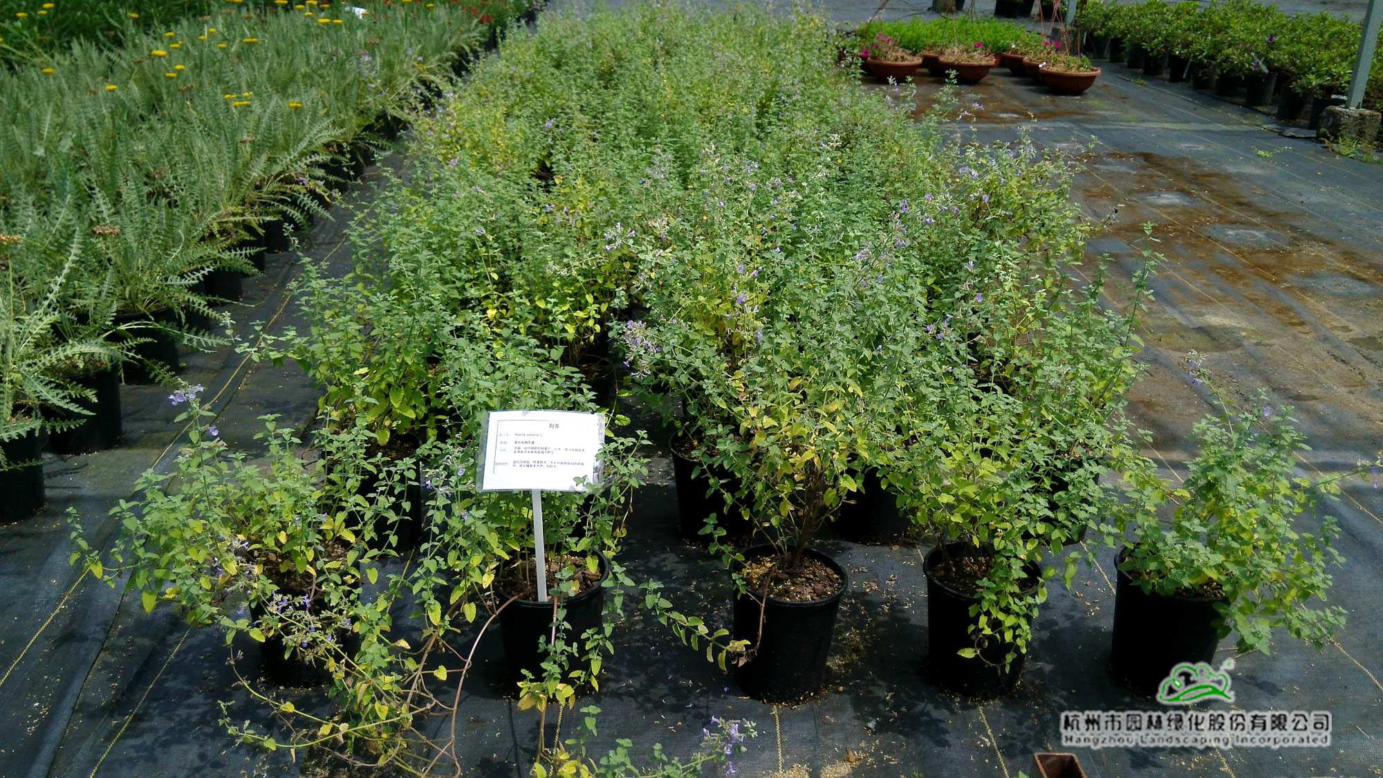 彩运网(中国游)官方网站