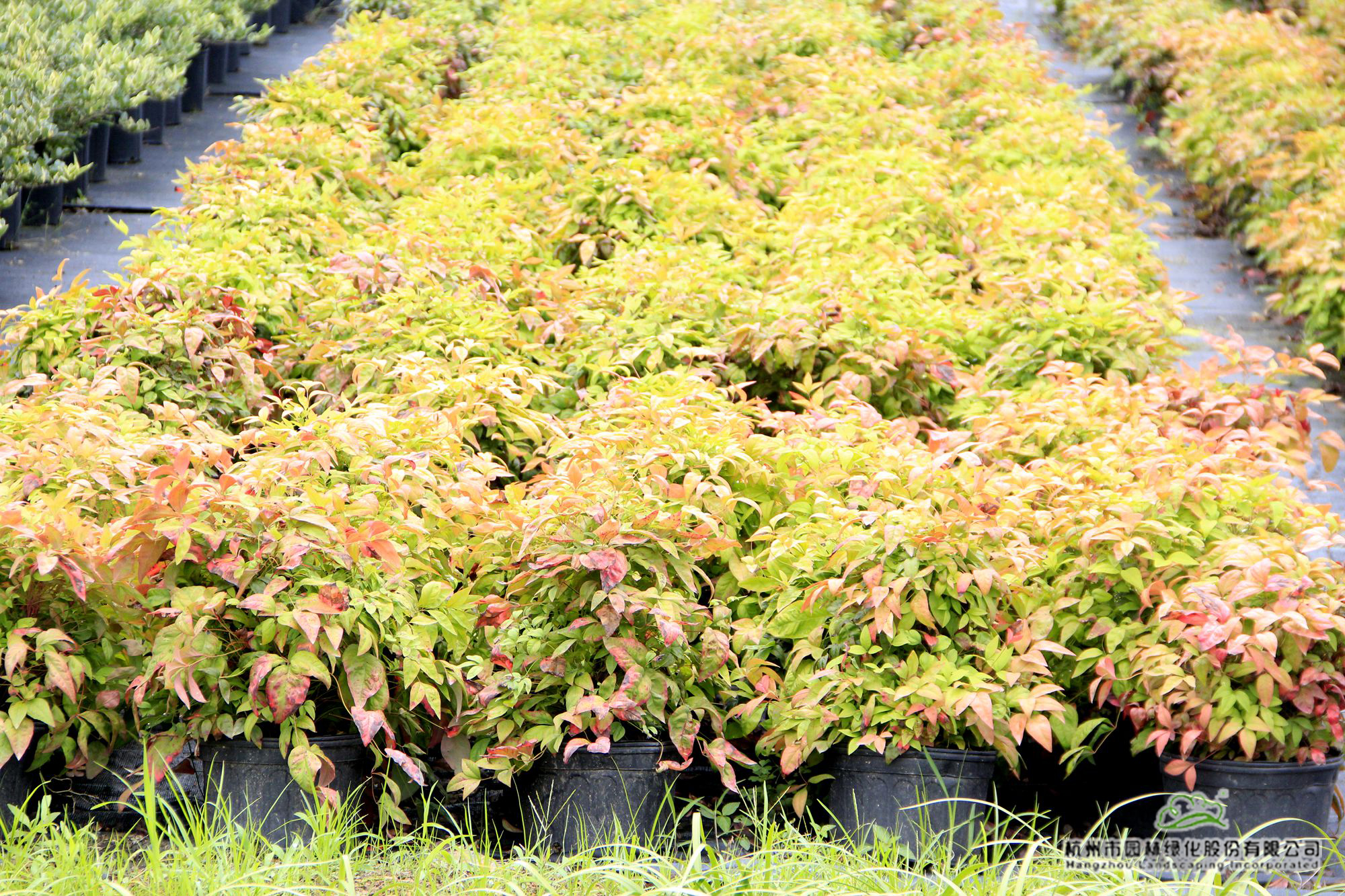 彩运网(中国游)官方网站