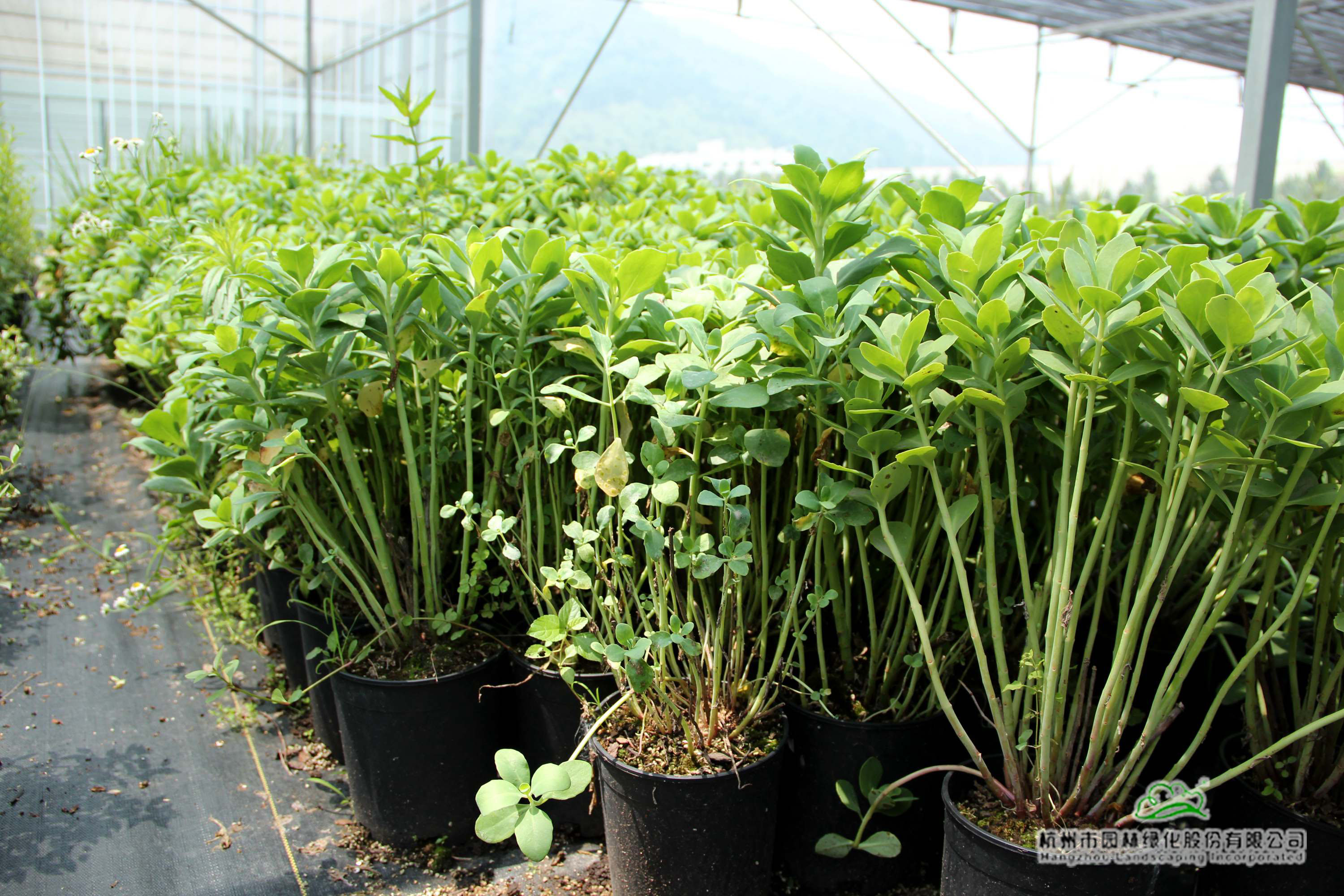 彩运网(中国游)官方网站