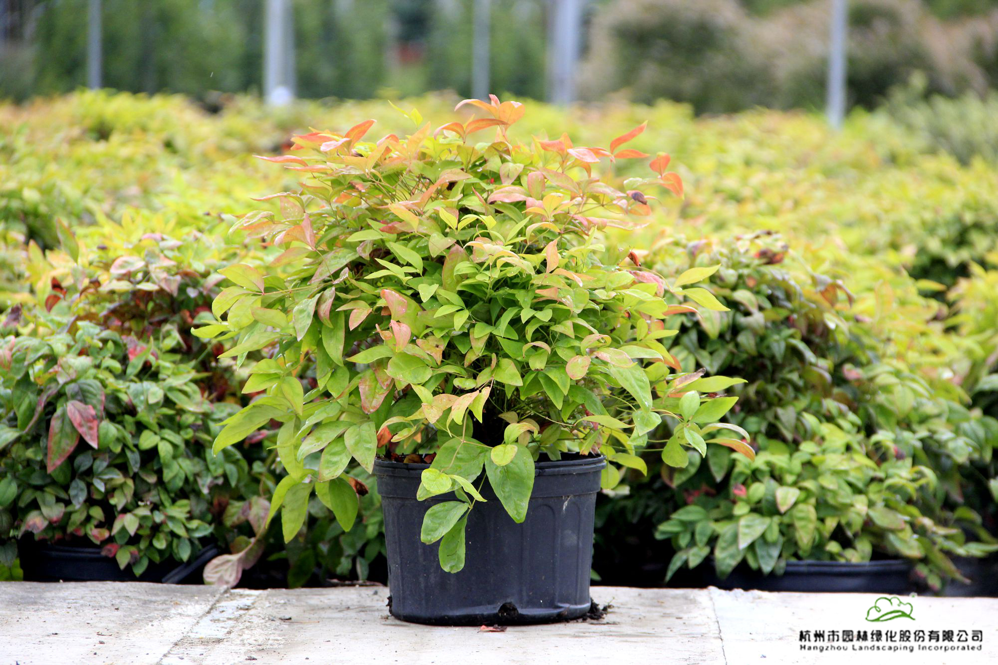 彩运网(中国游)官方网站