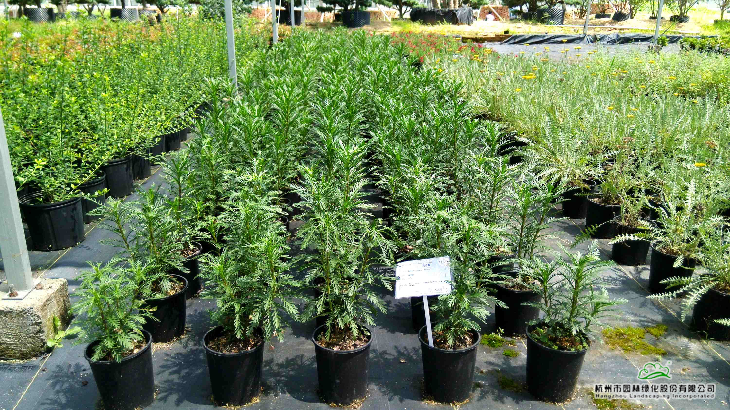 彩运网(中国游)官方网站