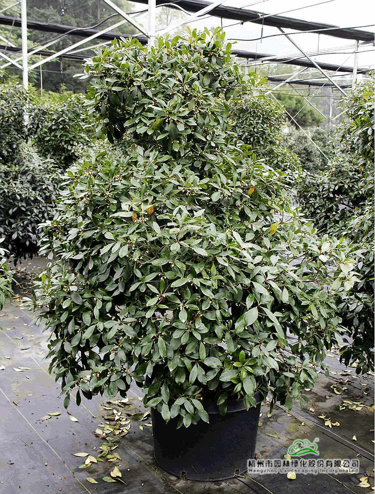 彩运网(中国游)官方网站