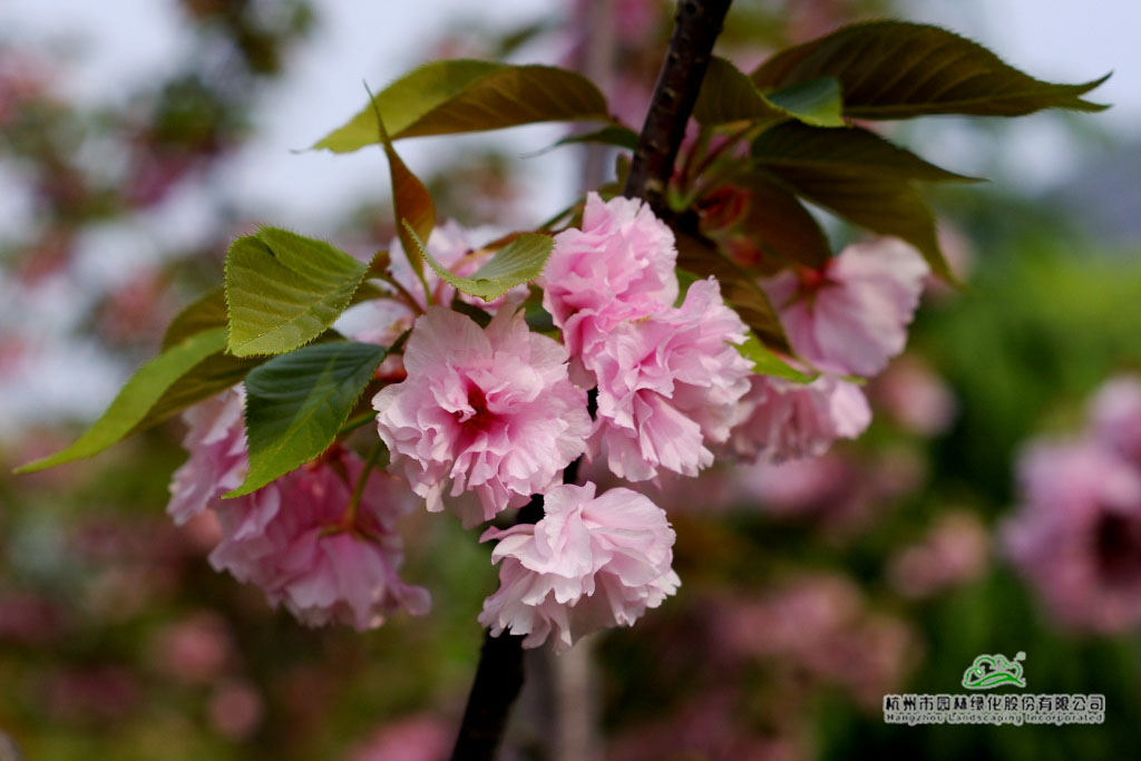 彩运网(中国游)官方网站