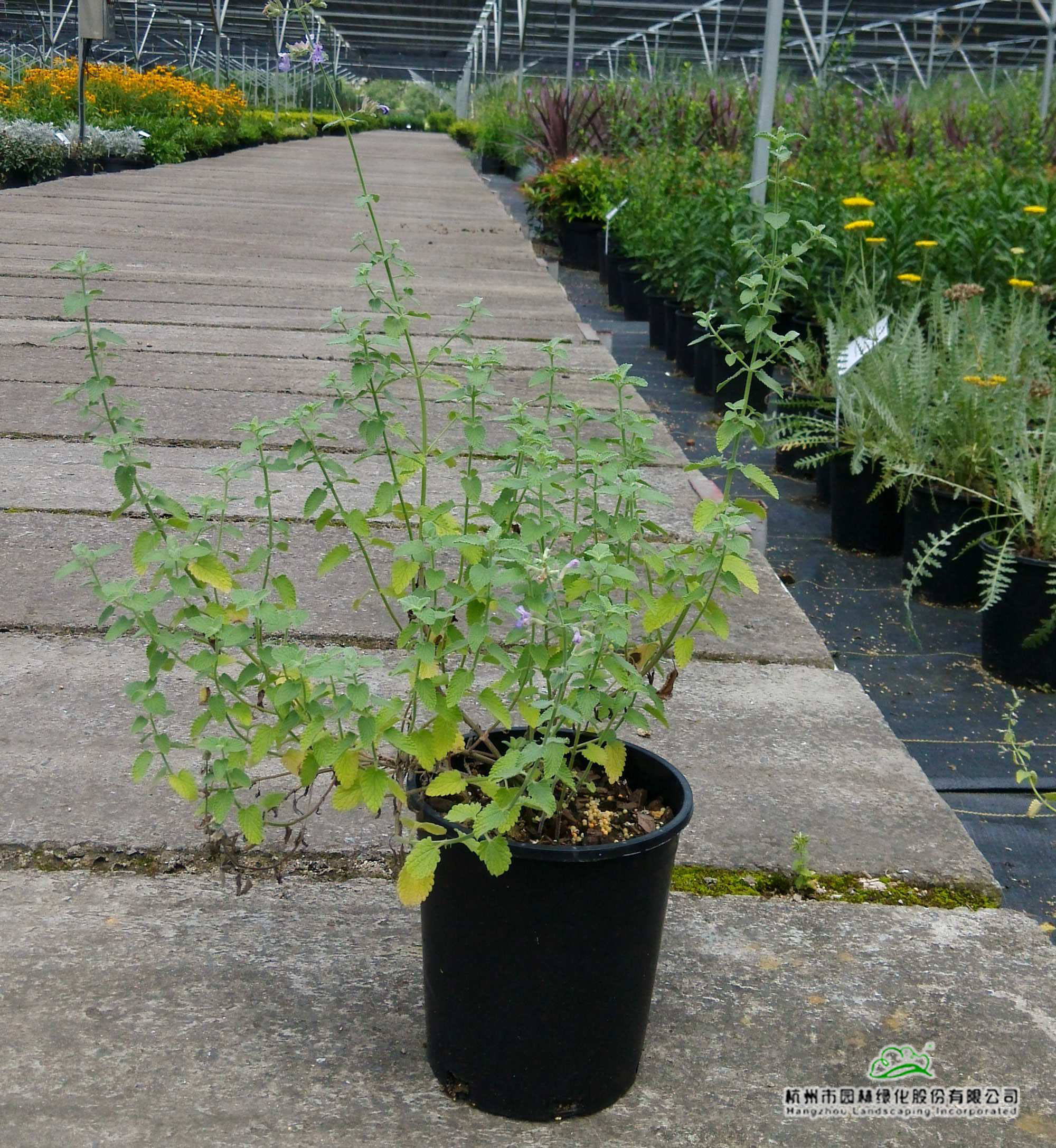 彩运网(中国游)官方网站