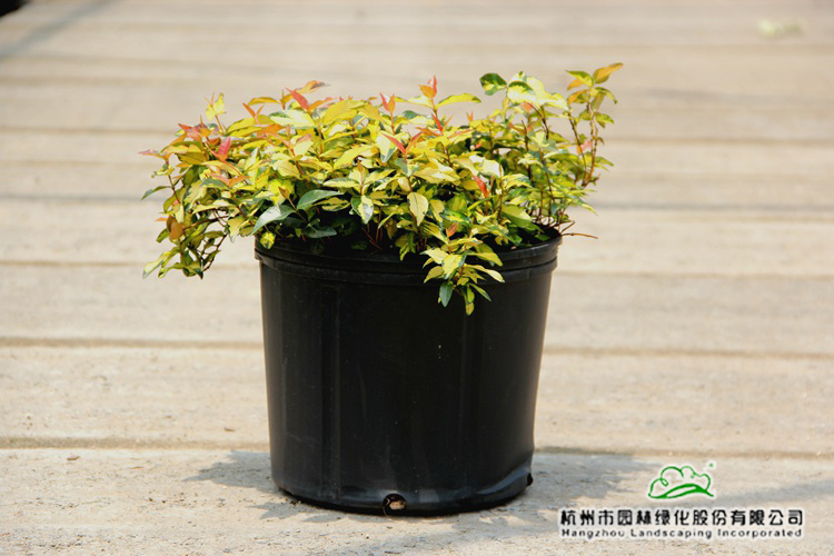 彩运网(中国游)官方网站