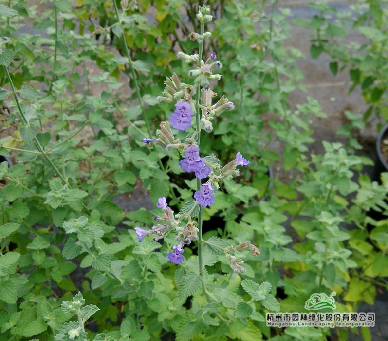 彩运网(中国游)官方网站