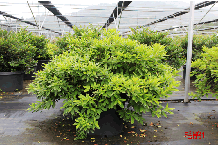 彩运网(中国游)官方网站