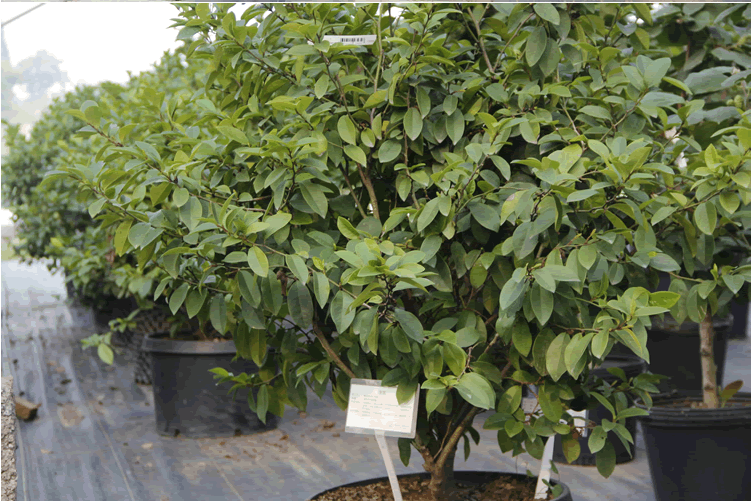 彩运网(中国游)官方网站