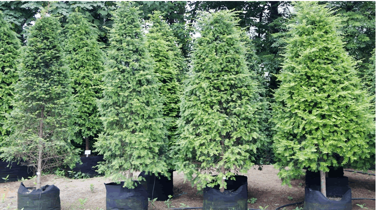 彩运网(中国游)官方网站