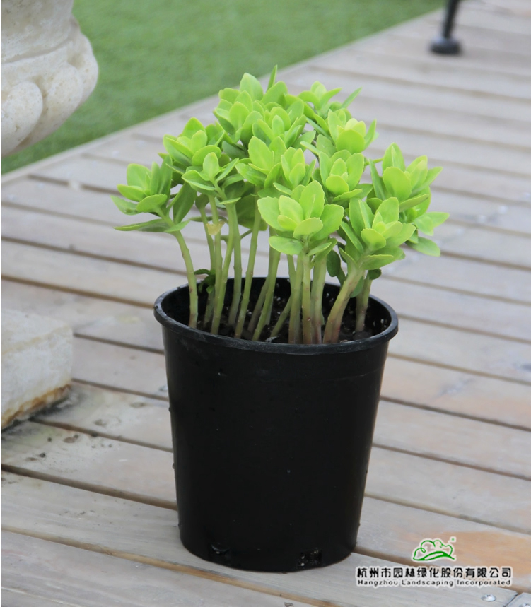 彩运网(中国游)官方网站