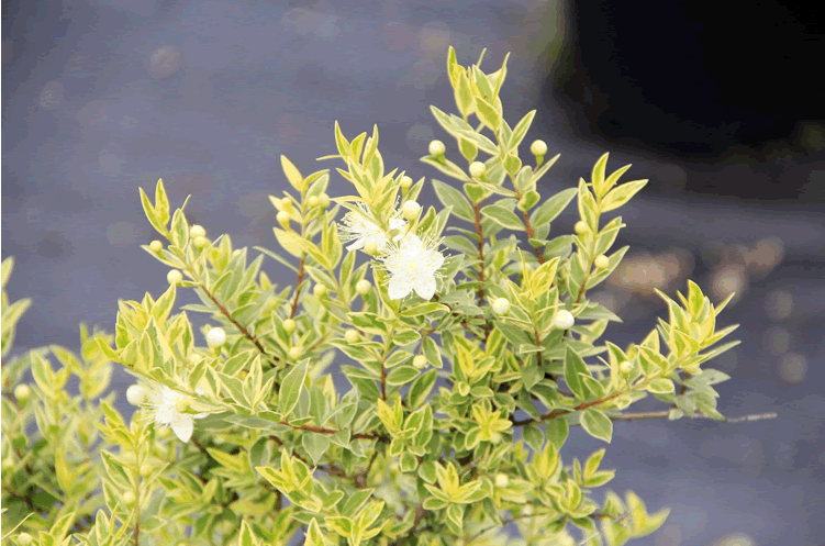 彩运网(中国游)官方网站