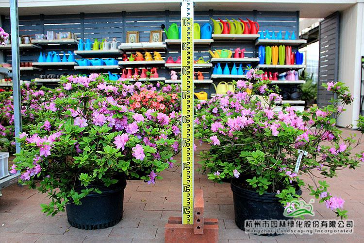 彩运网(中国游)官方网站