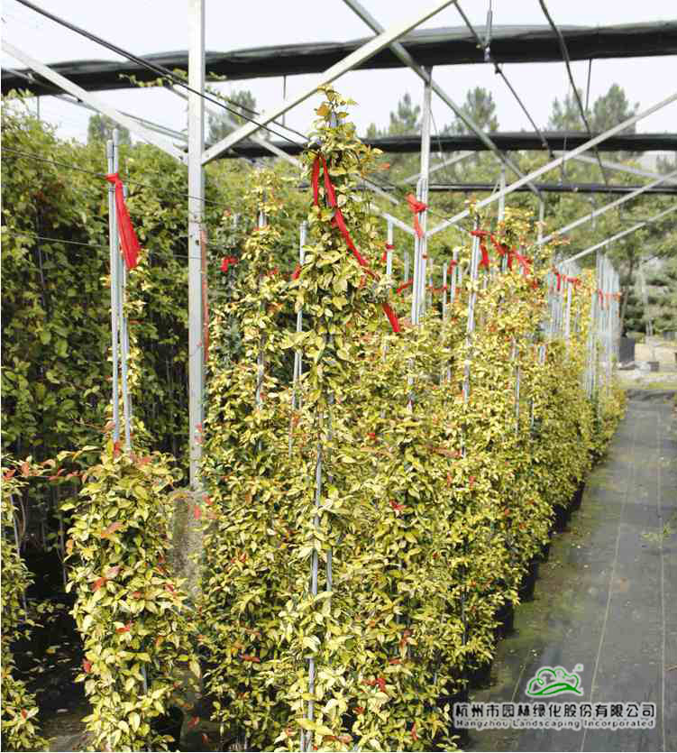 彩运网(中国游)官方网站