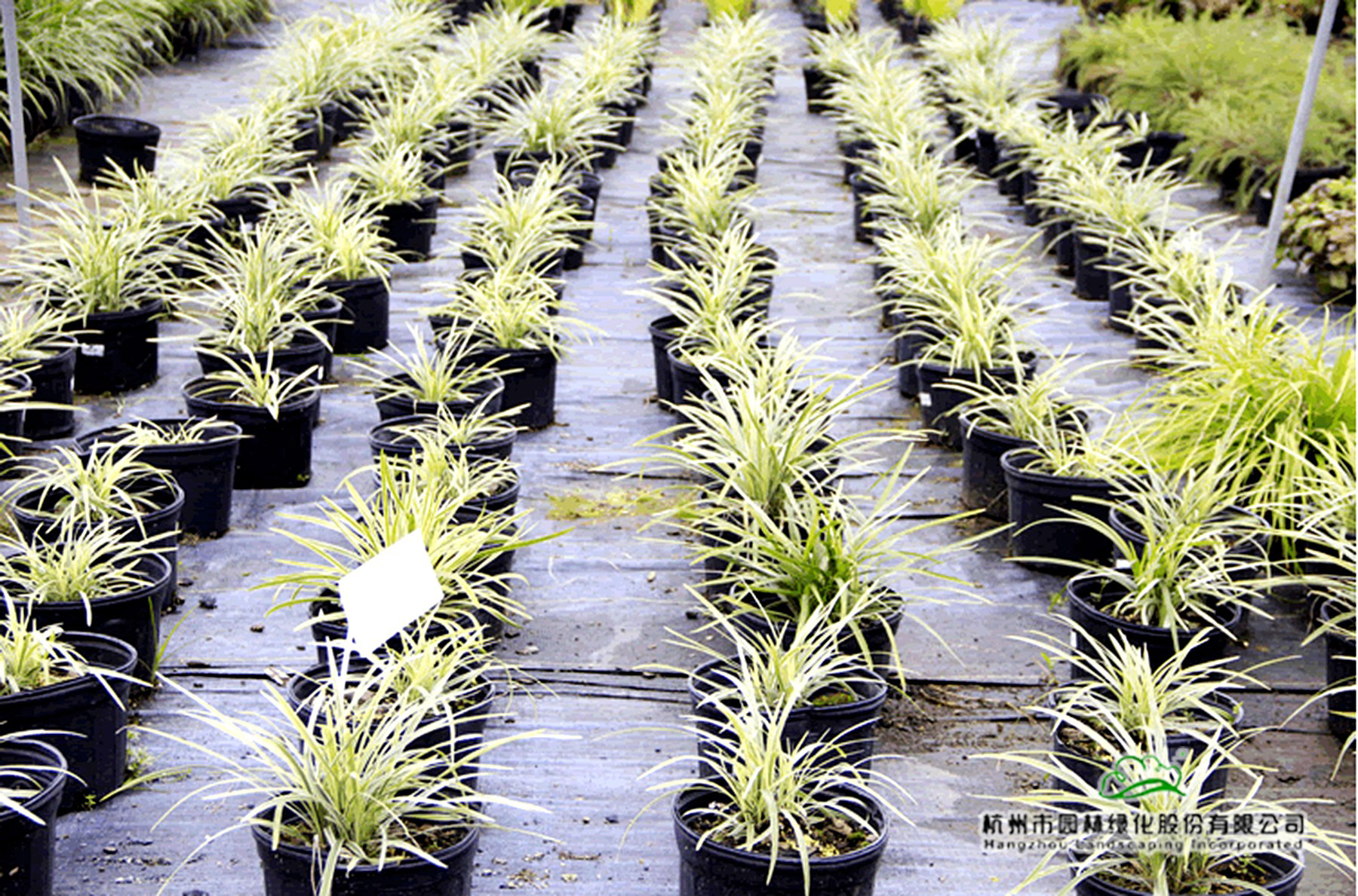 彩运网(中国游)官方网站