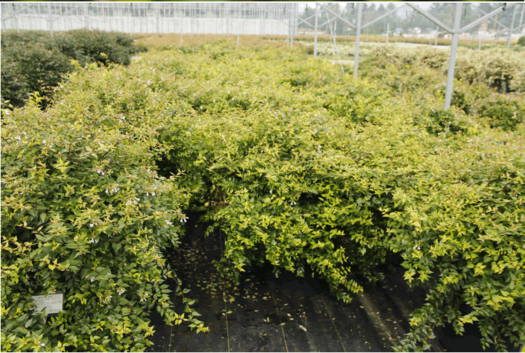 彩运网(中国游)官方网站