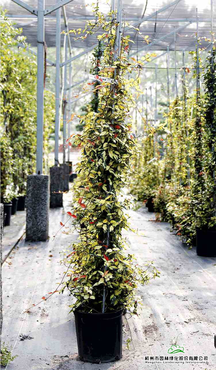 彩运网(中国游)官方网站