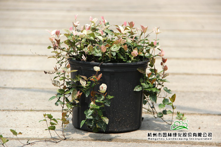 彩运网(中国游)官方网站