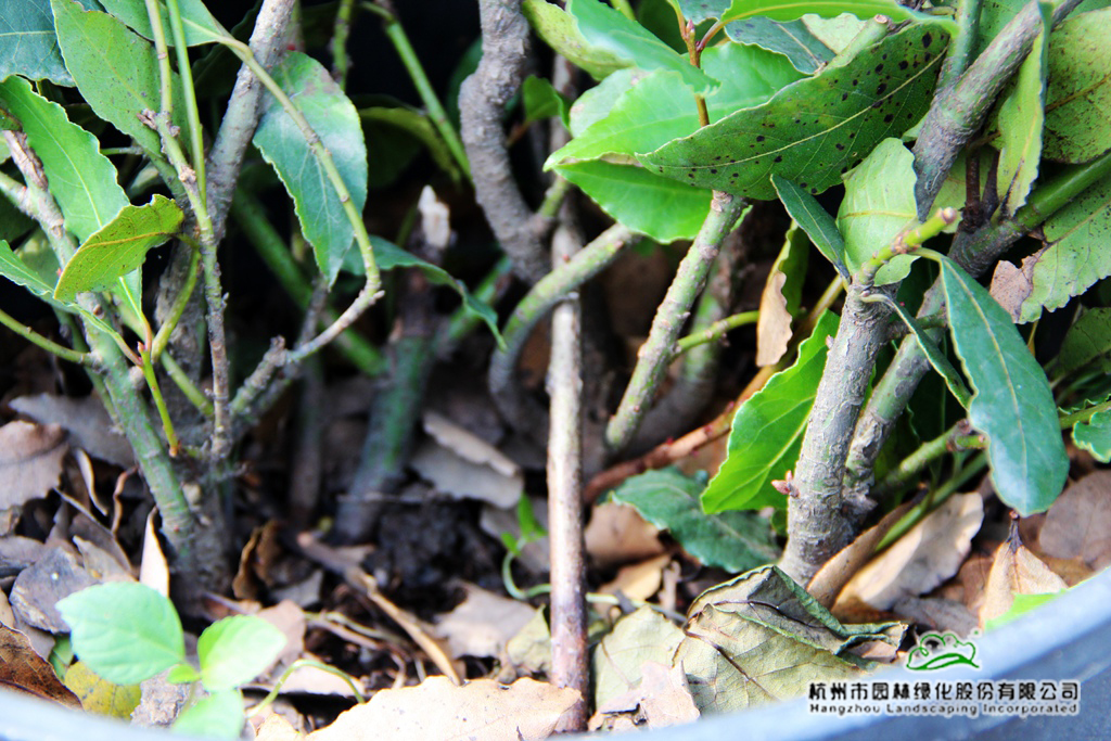 彩运网(中国游)官方网站