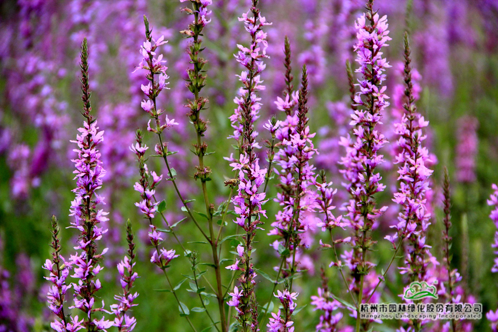 彩运网(中国游)官方网站