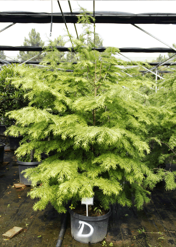 彩运网(中国游)官方网站