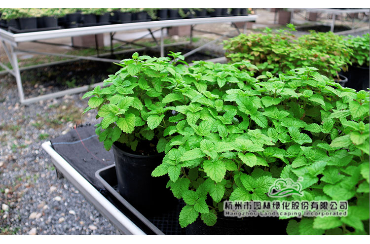 彩运网(中国游)官方网站