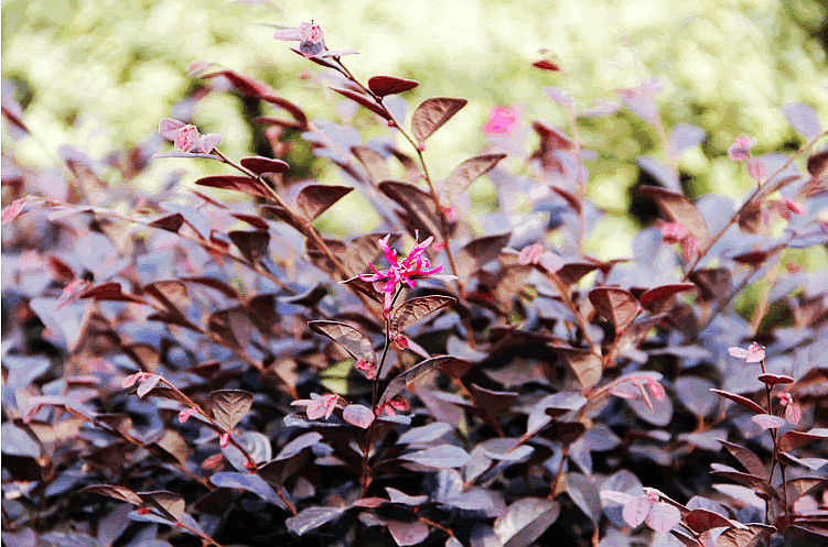 彩运网(中国游)官方网站