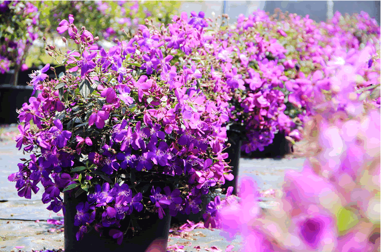 彩运网(中国游)官方网站