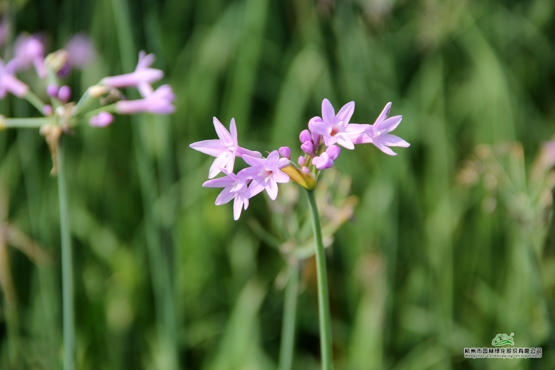 彩运网(中国游)官方网站