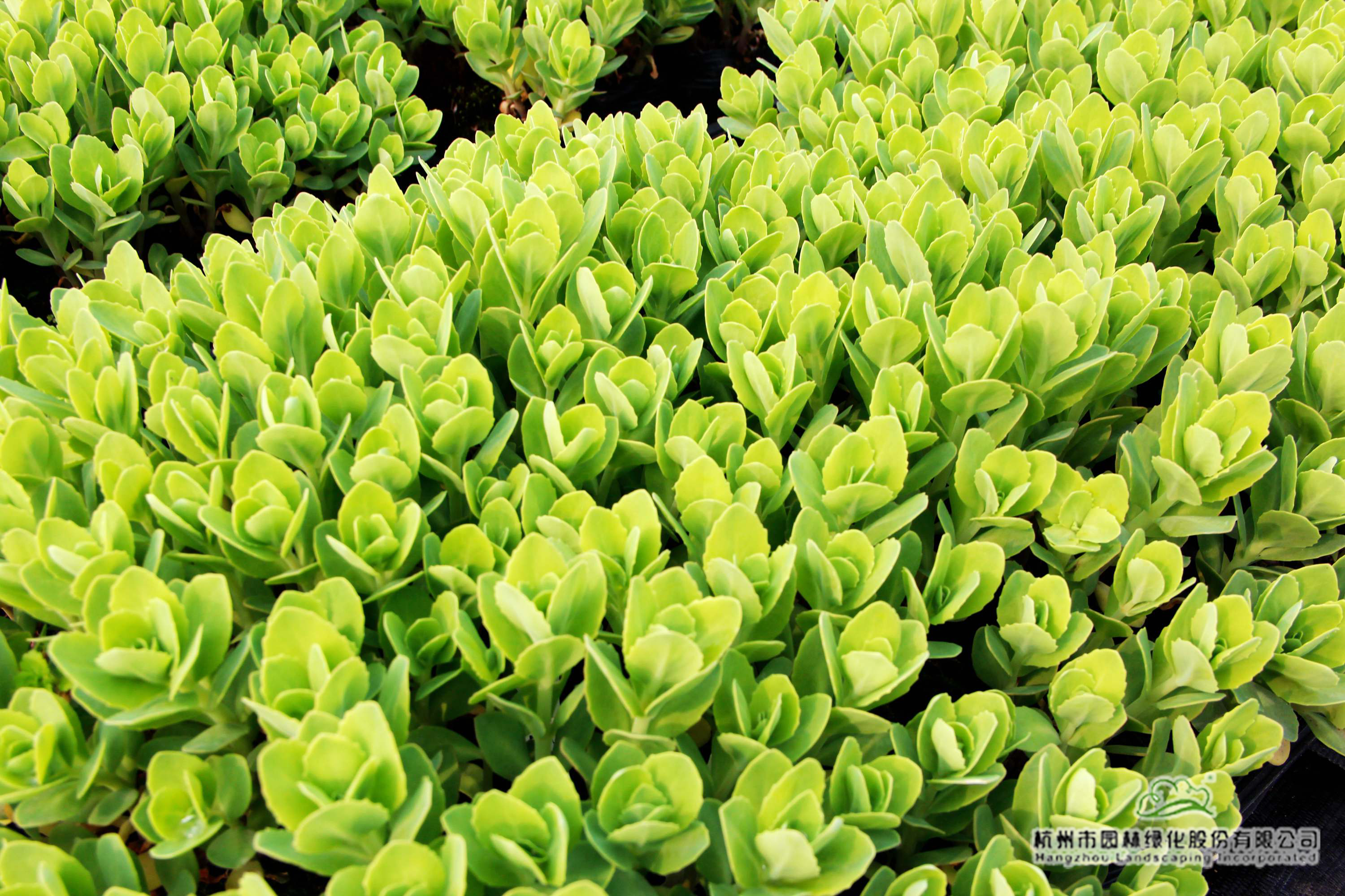 彩运网(中国游)官方网站