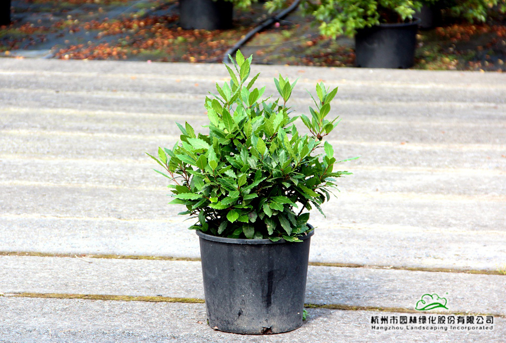 彩运网(中国游)官方网站