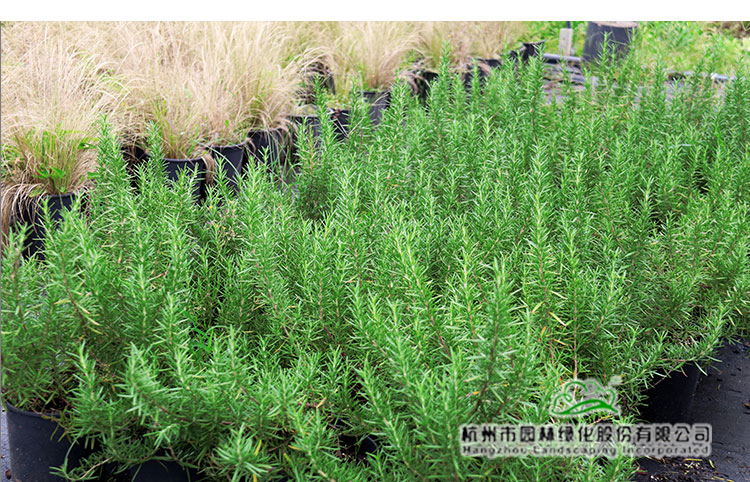 彩运网(中国游)官方网站