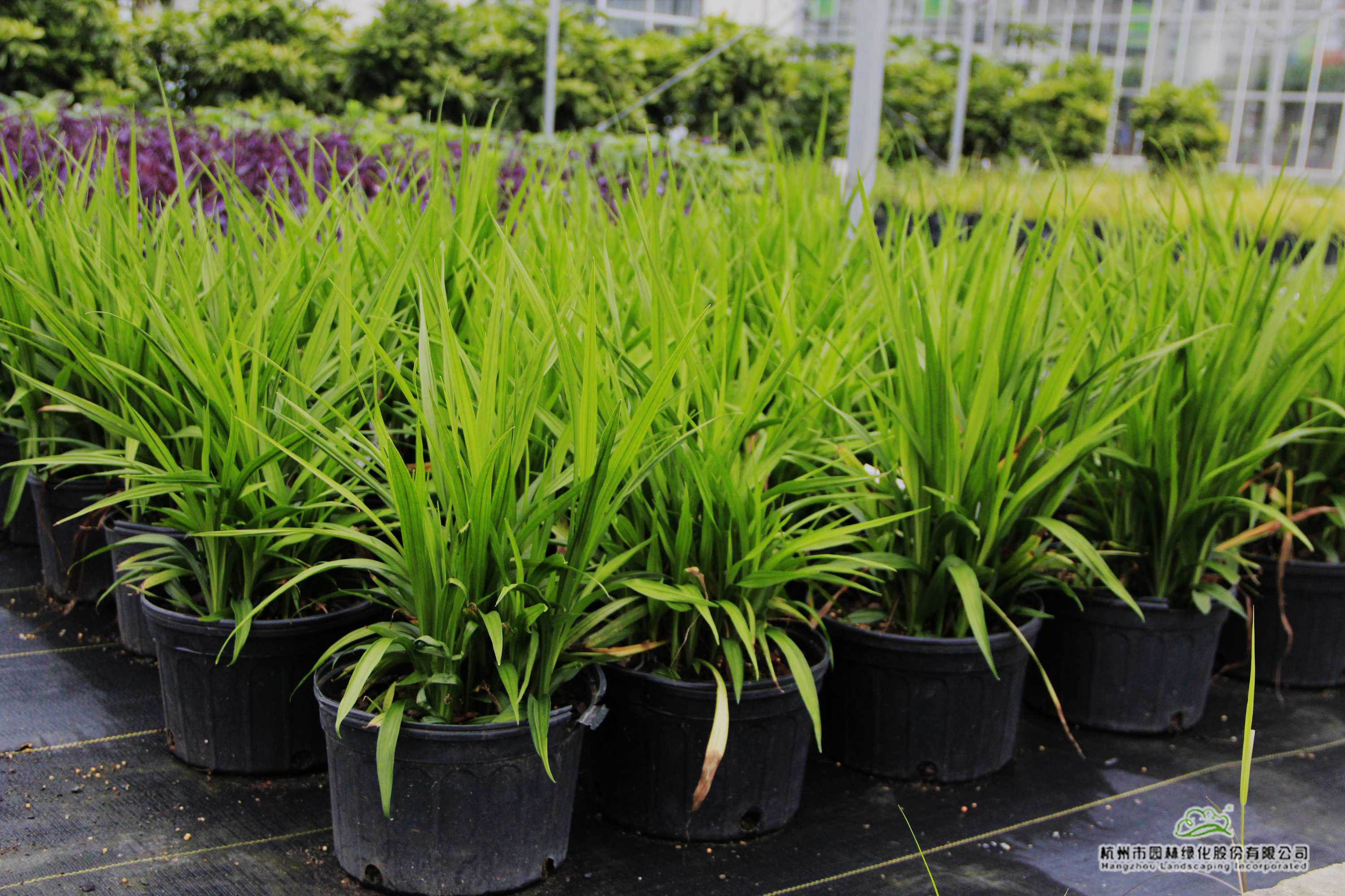 彩运网(中国游)官方网站