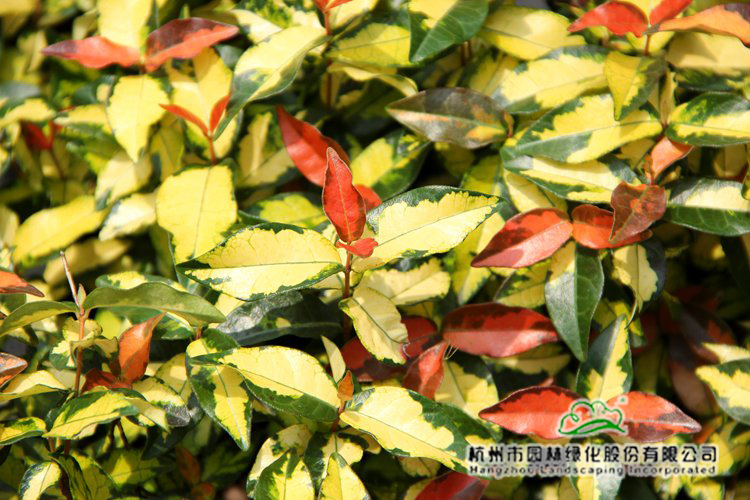 彩运网(中国游)官方网站