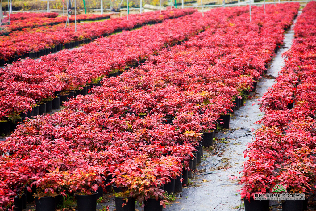 彩运网(中国游)官方网站