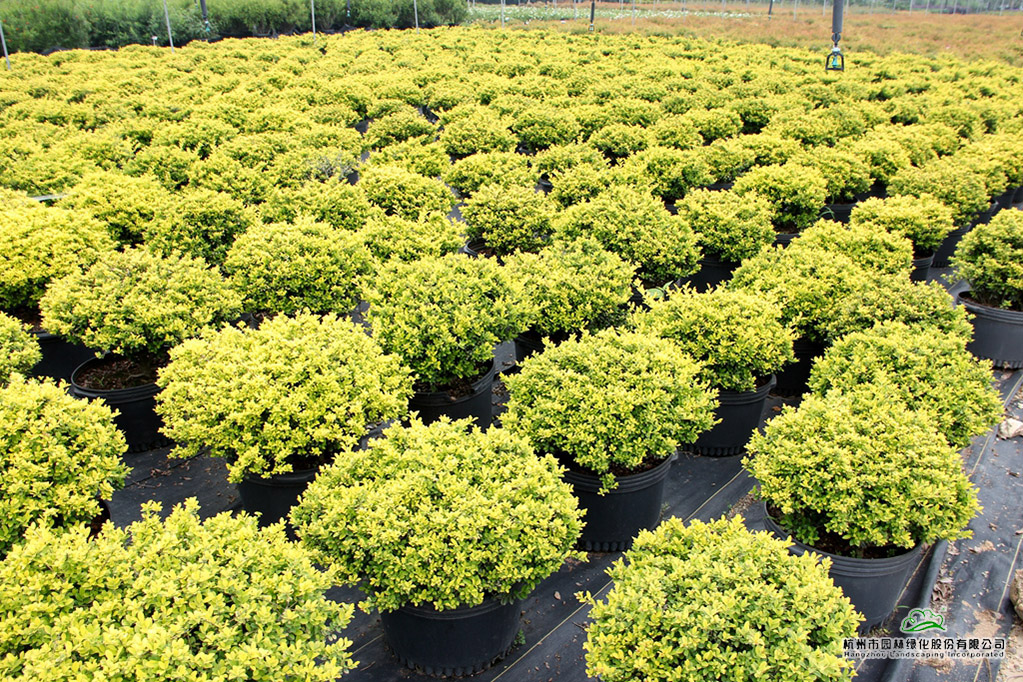 彩运网(中国游)官方网站