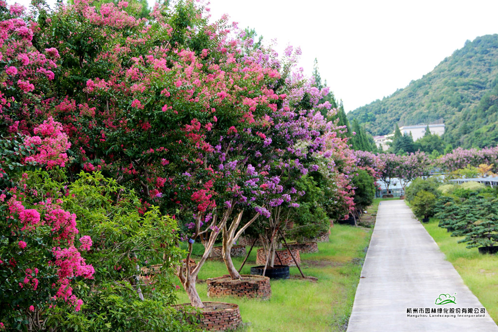 彩运网(中国游)官方网站