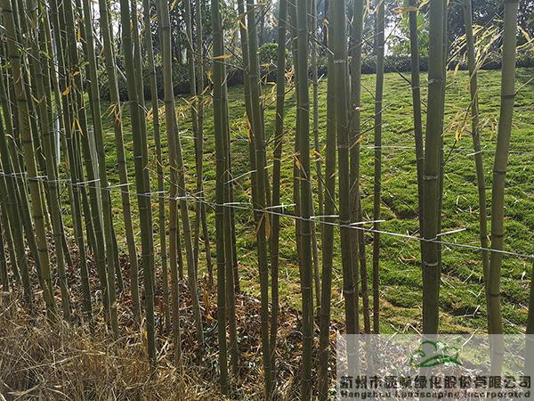 彩运网(中国游)官方网站