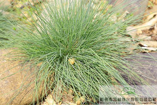 彩运网(中国游)官方网站