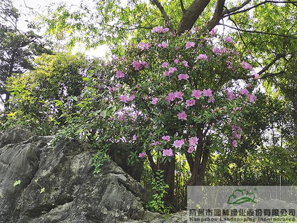 彩运网(中国游)官方网站