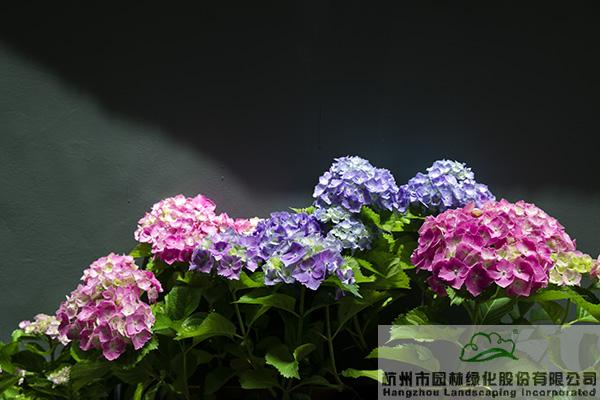 彩运网(中国游)官方网站