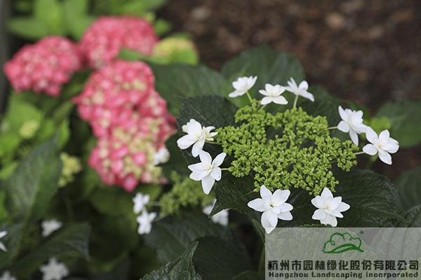 彩运网(中国游)官方网站