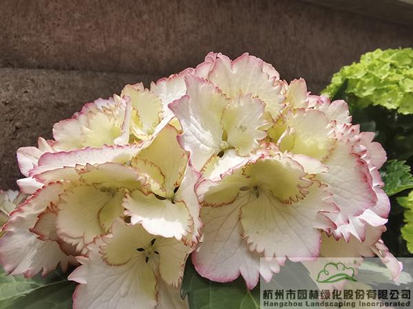 彩运网(中国游)官方网站