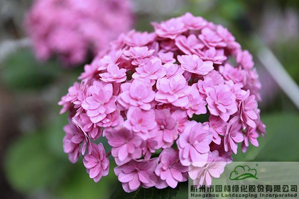 彩运网(中国游)官方网站